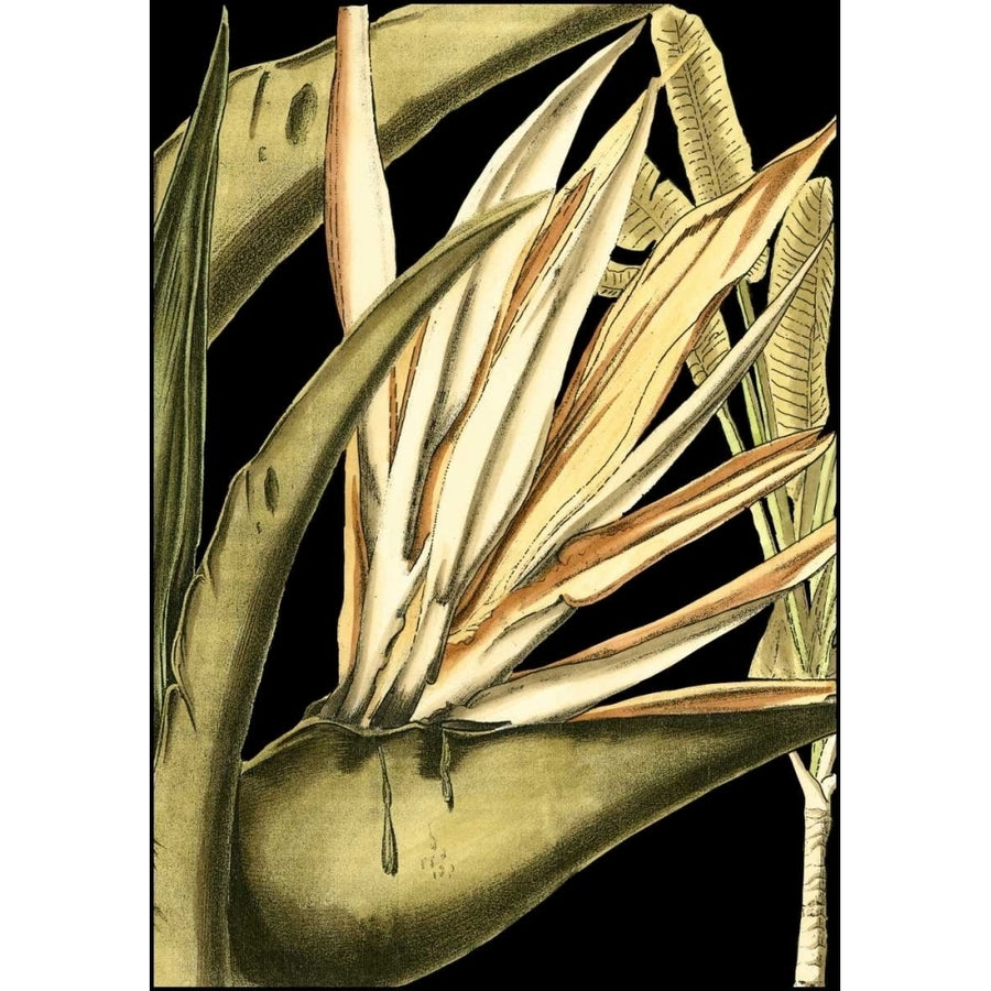 Tranquil Tropical Leaves III Poster Print - Studio Vision-VARPDX17100Z Image 1