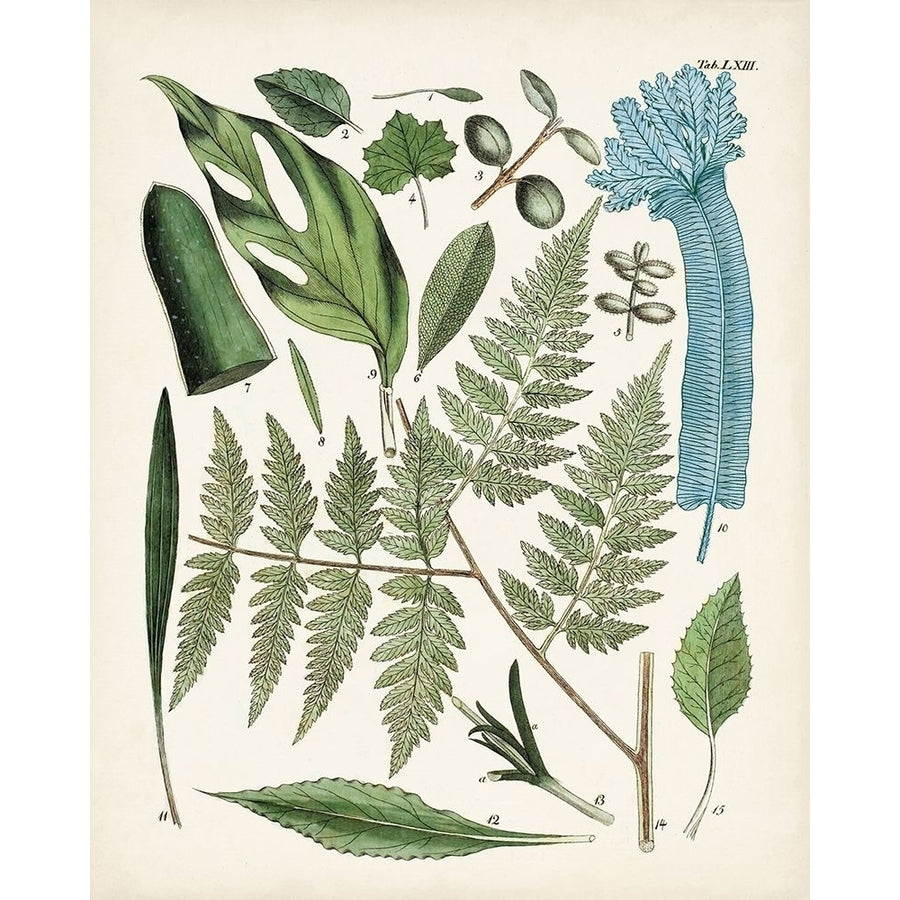 Fanciful Ferns IV Poster Print - Unknown-VARPDX171035Z Image 1