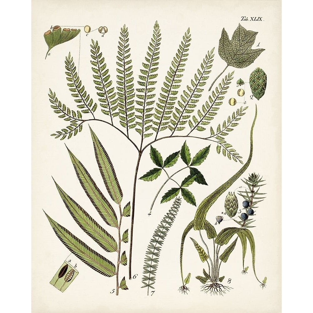 Fanciful Ferns III Poster Print - Unknown-VARPDX171034Z Image 1