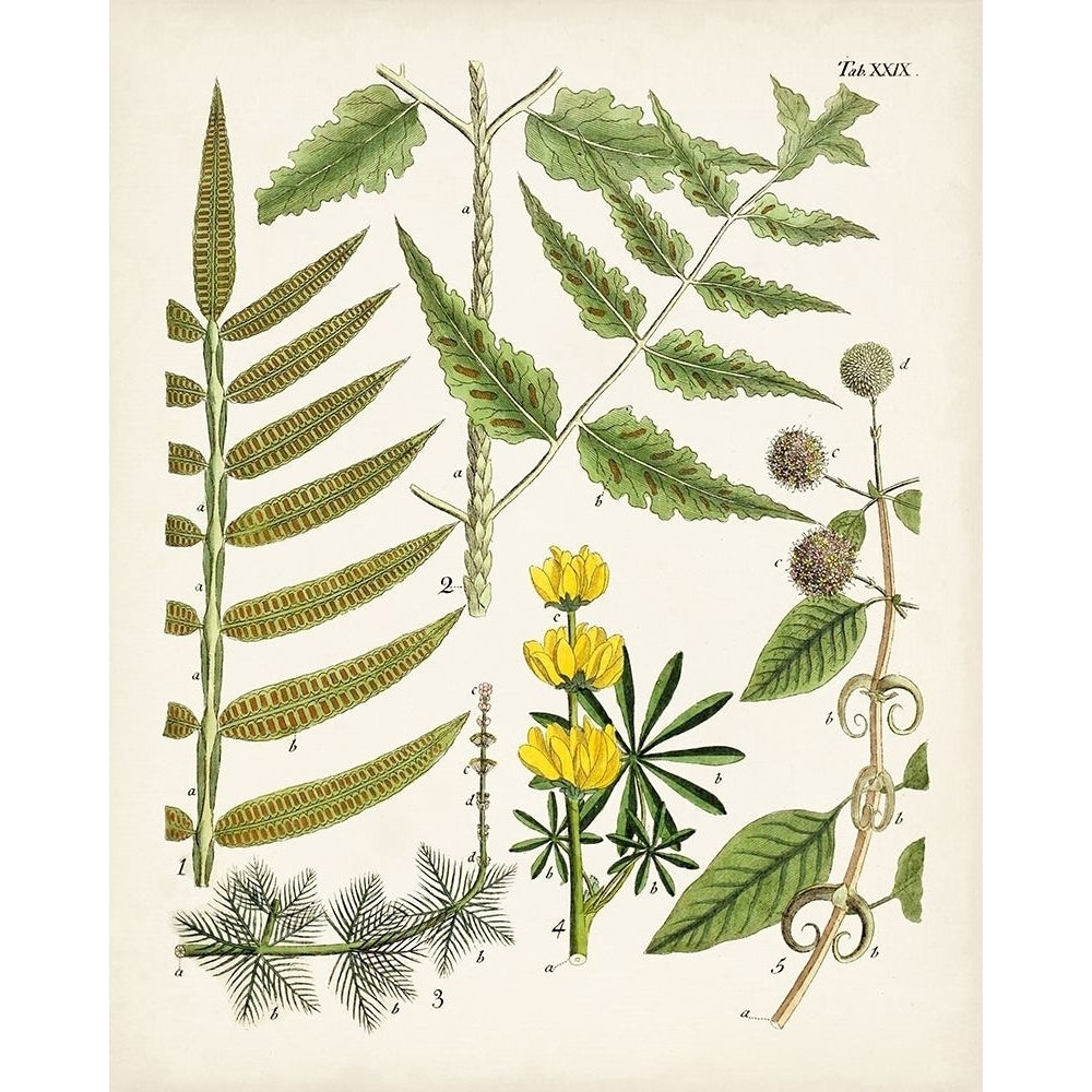 Fanciful Ferns II Poster Print - Unknown-VARPDX171033Z Image 1