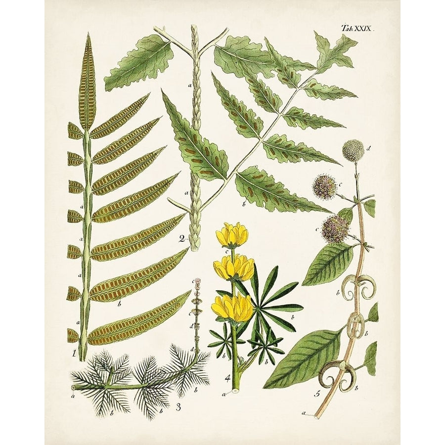 Fanciful Ferns II Poster Print - Unknown-VARPDX171033Z Image 1