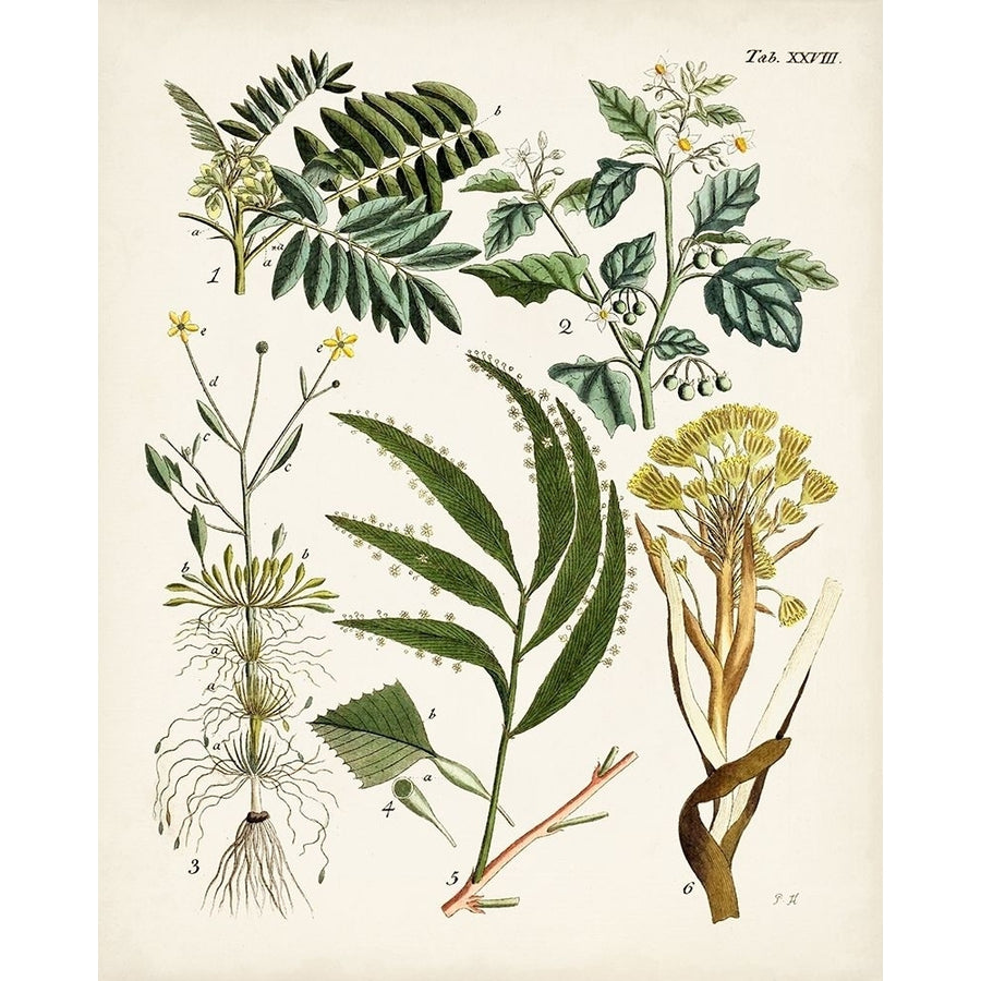 Fanciful Ferns I Poster Print - Unknown-VARPDX171032Z Image 1