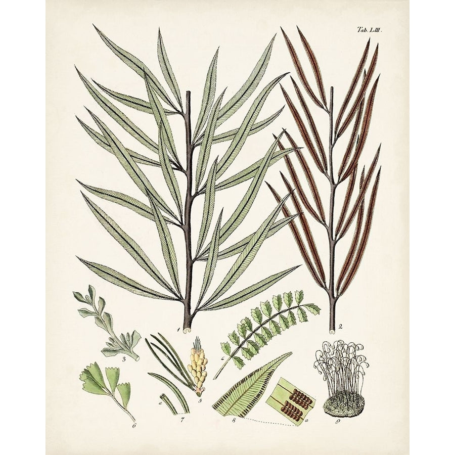 Fanciful Ferns VIII Poster Print - Unknown-VARPDX171039Z Image 1