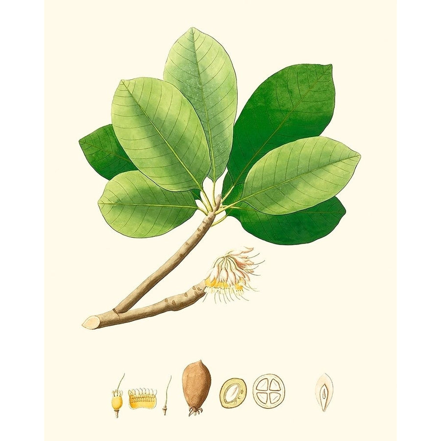 Spring Green Foliage II Poster Print - Unknown-VARPDX171042Z Image 1