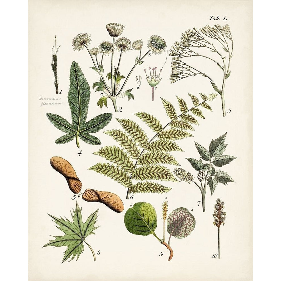 Fanciful Ferns VI Poster Print - Unknown-VARPDX171037Z Image 1