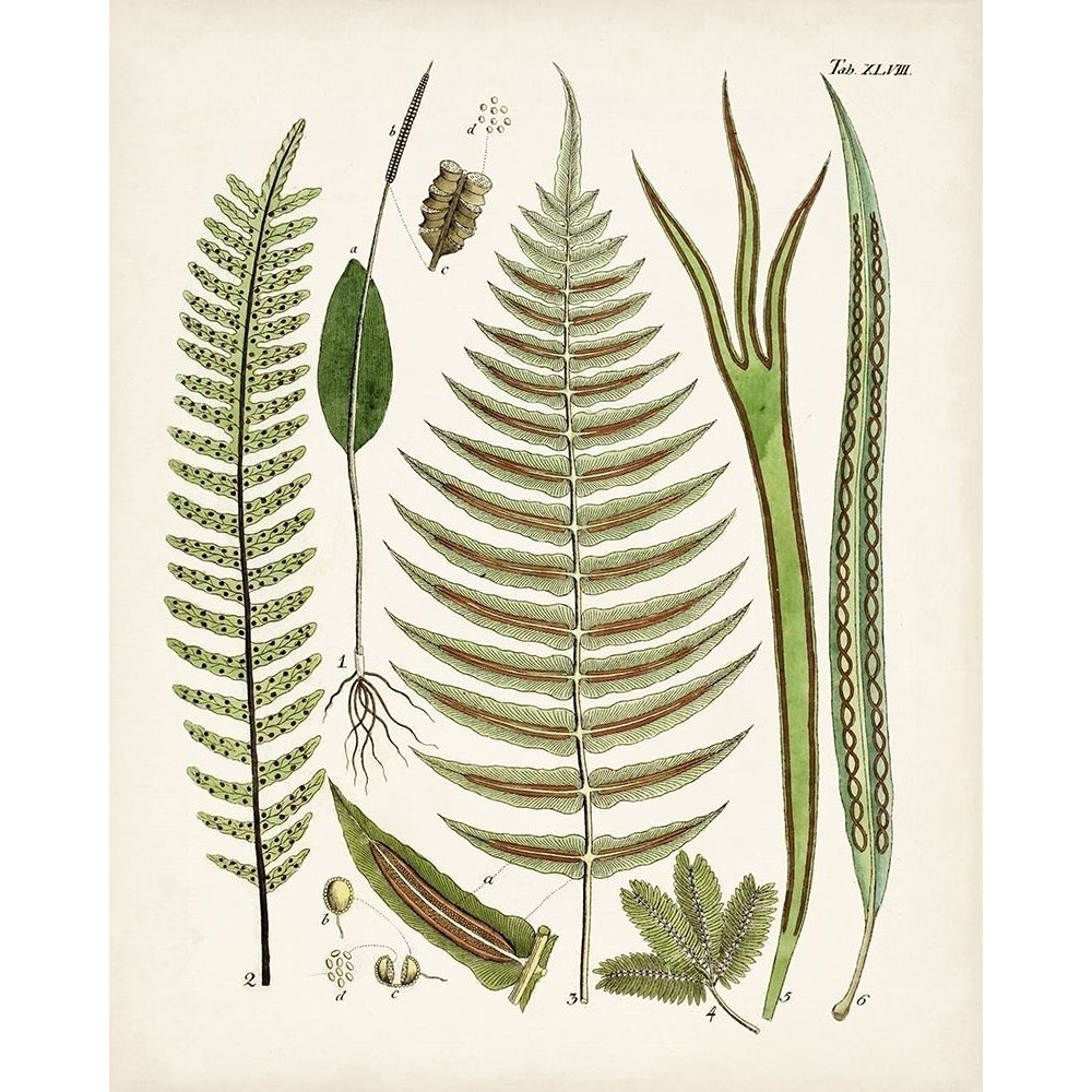 Fanciful Ferns V Poster Print - Unknown-VARPDX171036Z Image 1