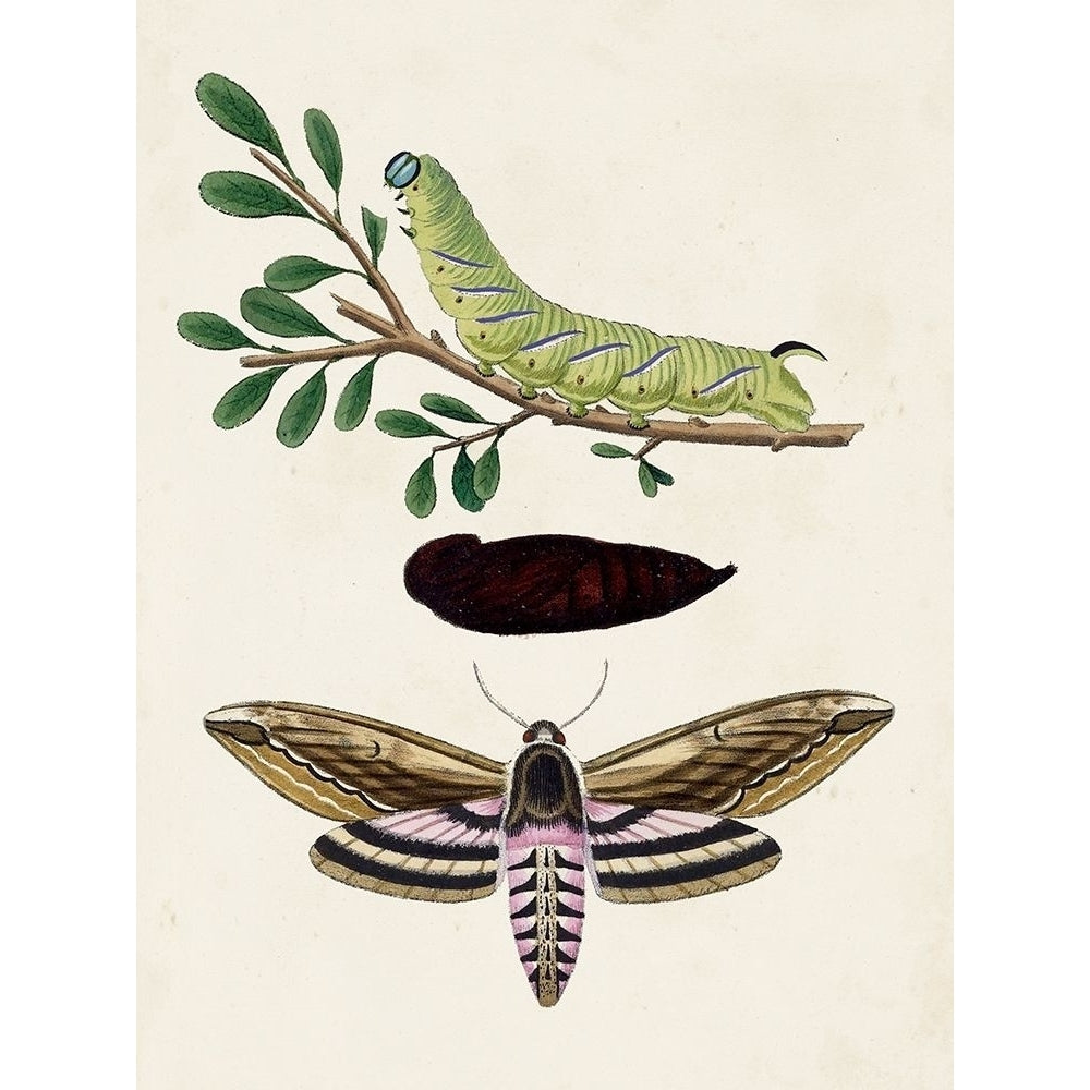 Caterpillar and Moth I Poster Print - Unknown-VARPDX171059Z Image 1