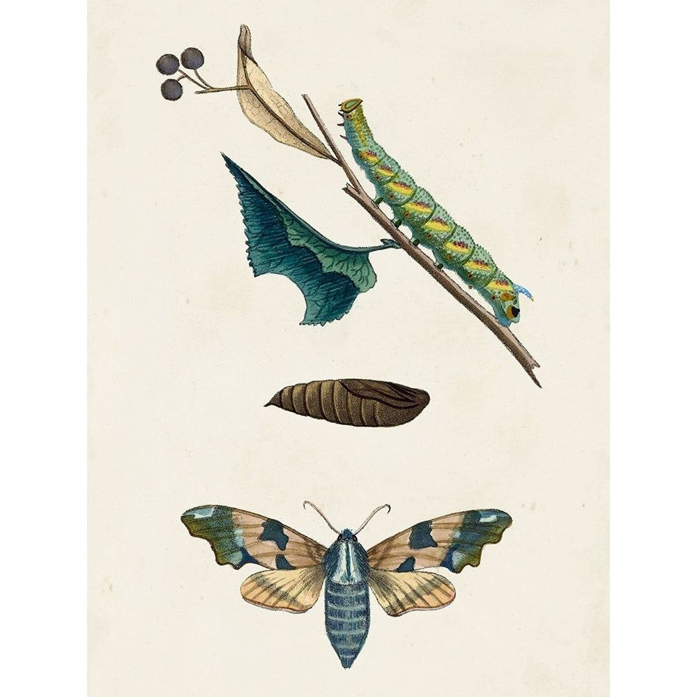 Caterpillar and Moth II Poster Print - Unknown-VARPDX171060Z Image 1