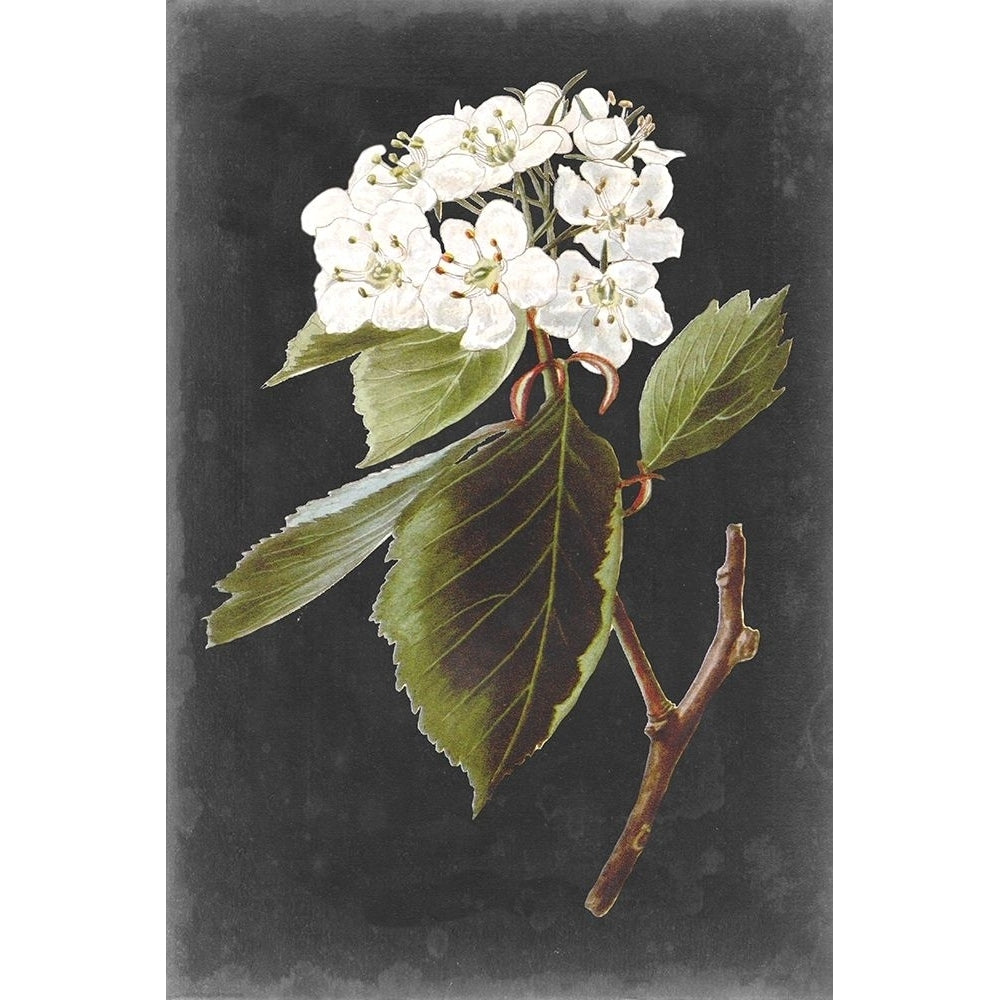 Dramatic White Flowers I Poster Print - Studio Vision-VARPDX171065Z Image 1