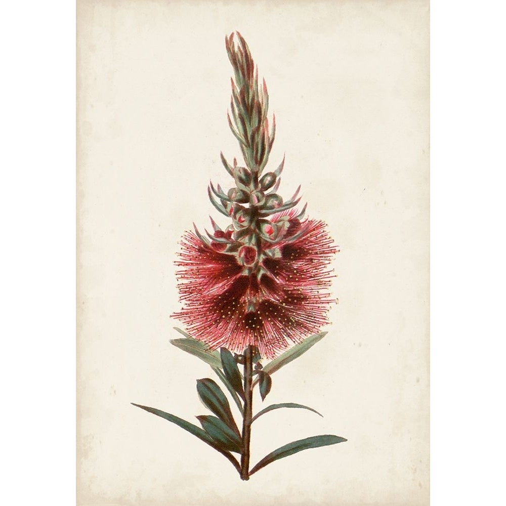 Bottle Brush Flower II Poster Print - John Miller-VARPDX171070Z Image 1