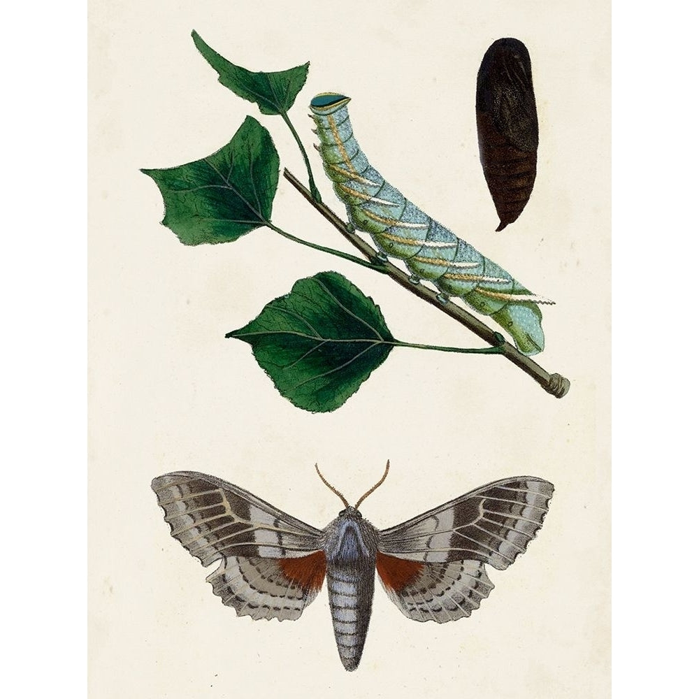 Caterpillar and Moth III Poster Print - Unknown-VARPDX171061Z Image 1