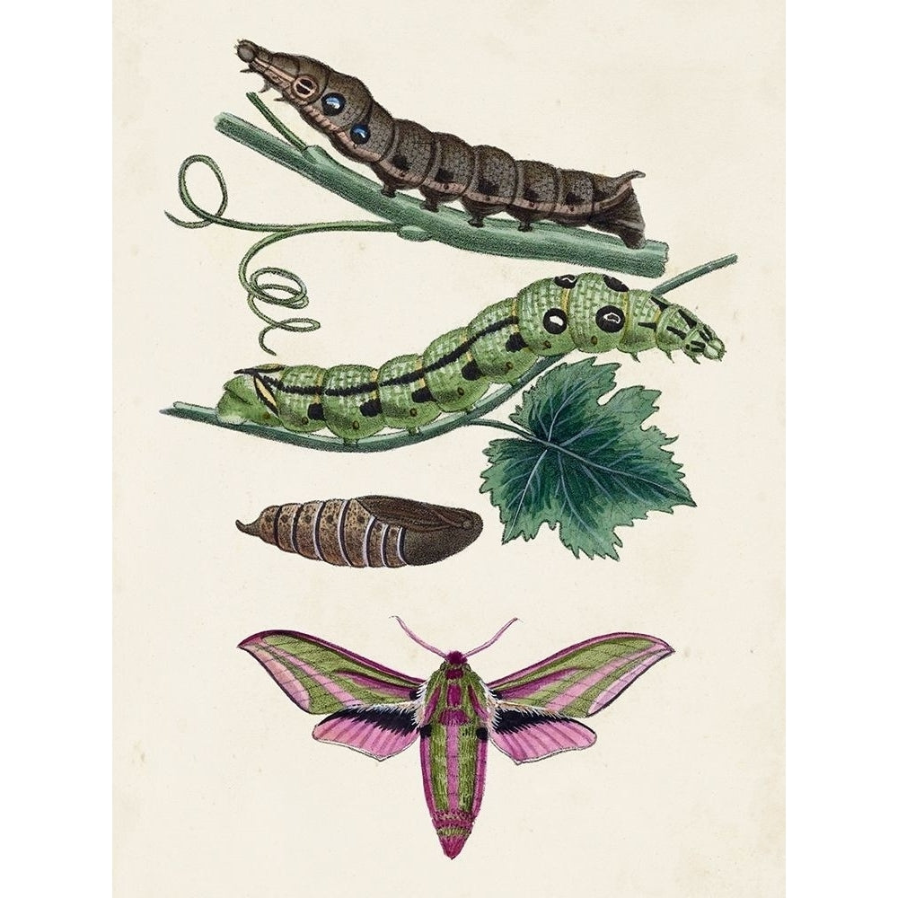 Caterpillar and Moth VI Poster Print - Unknown-VARPDX171064Z Image 1