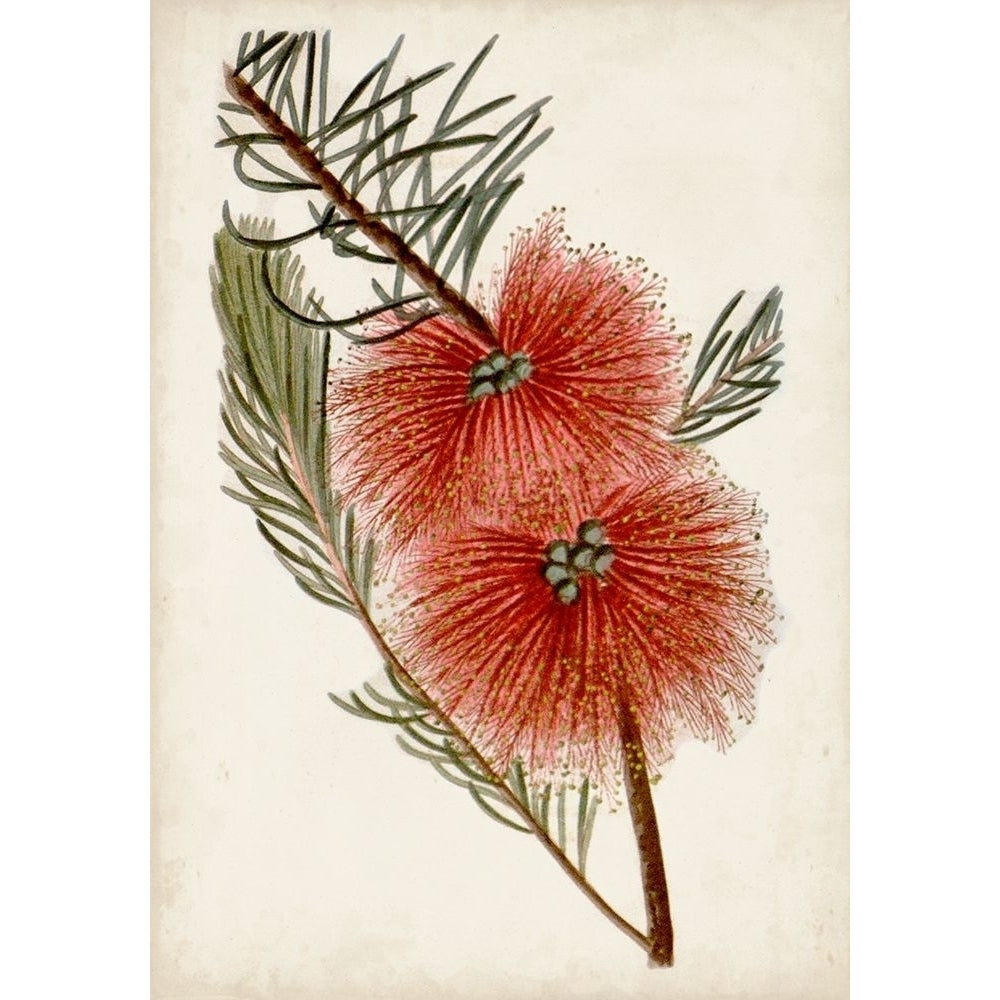 Bottle Brush Flower I Poster Print - John Miller-VARPDX171069Z Image 1