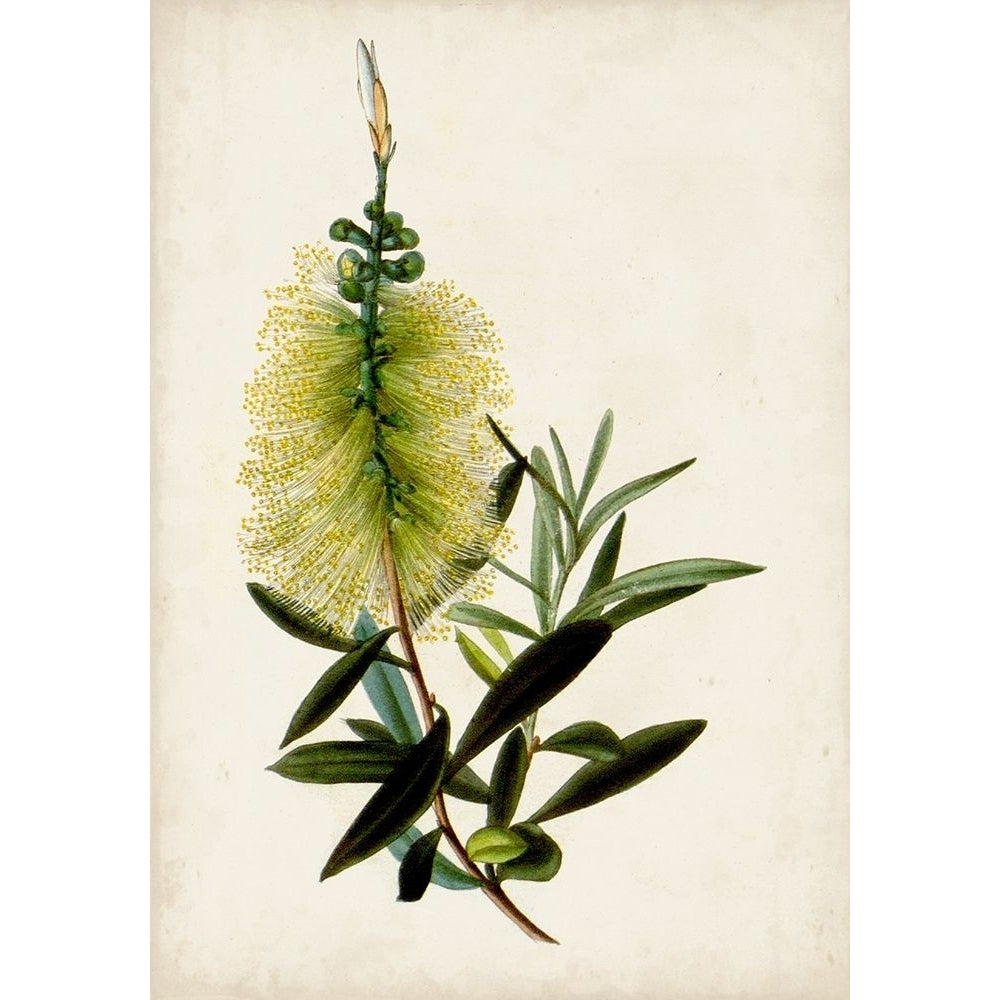 Bottle Brush Flower IV Poster Print - John Miller-VARPDX171072Z Image 1