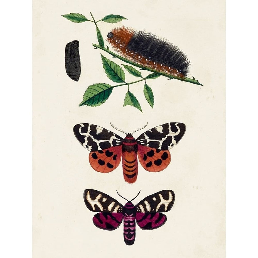 Caterpillar and Moth V Poster Print - Unknown-VARPDX171063Z Image 1