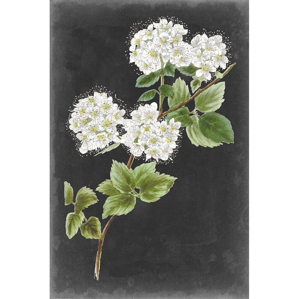 Dramatic White Flowers II Poster Print - Studio Vision-VARPDX171066Z Image 1