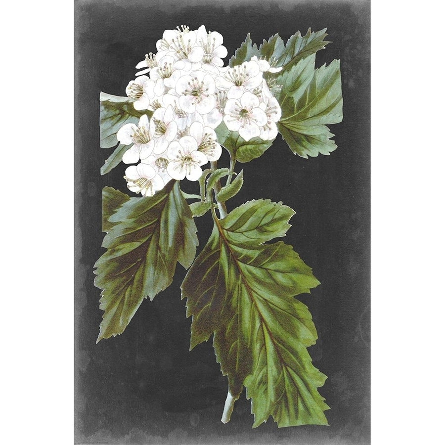 Dramatic White Flowers IV Poster Print - Studio Vision-VARPDX171068Z Image 1