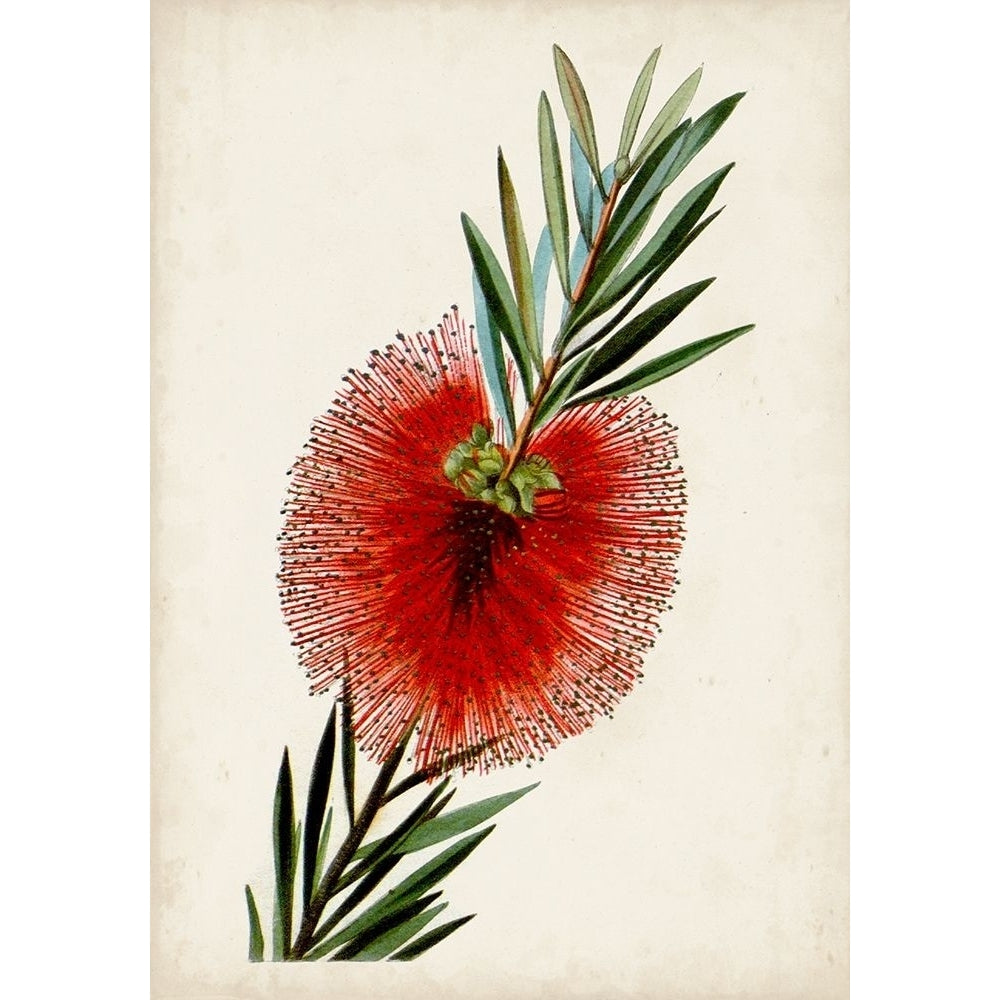 Bottle Brush Flower III Poster Print - John Miller-VARPDX171071Z Image 1