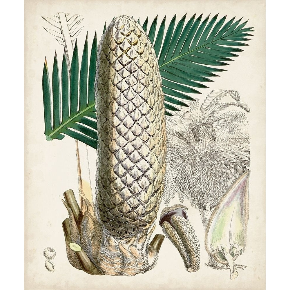 Sago Palms II Poster Print - Curtis-VARPDX171208Z Image 1