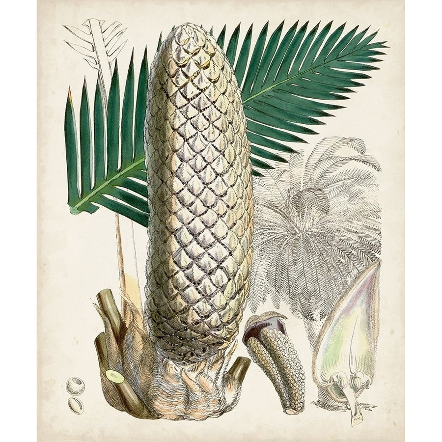 Sago Palms II Poster Print - Curtis-VARPDX171208Z Image 1