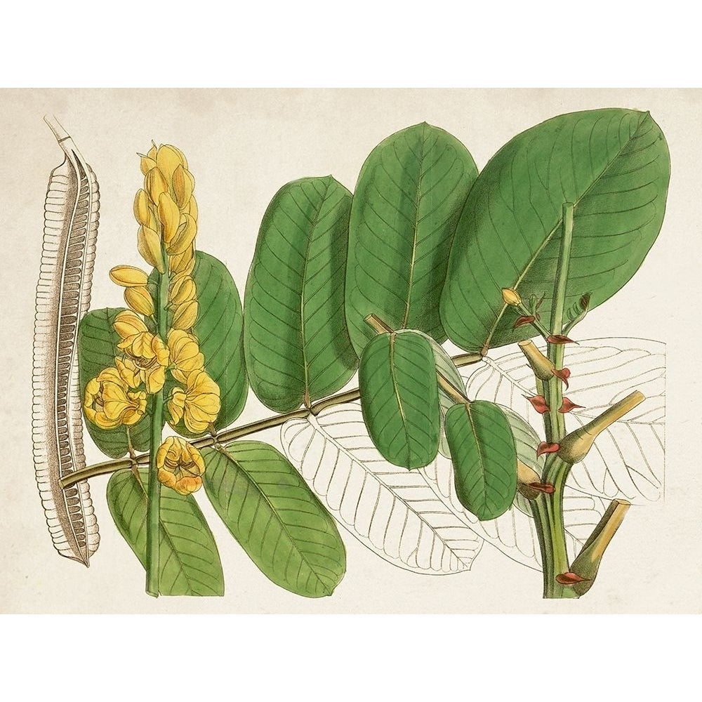 Tropical Foliage and Fruit II Poster Print - Curtis-VARPDX171213Z Image 1