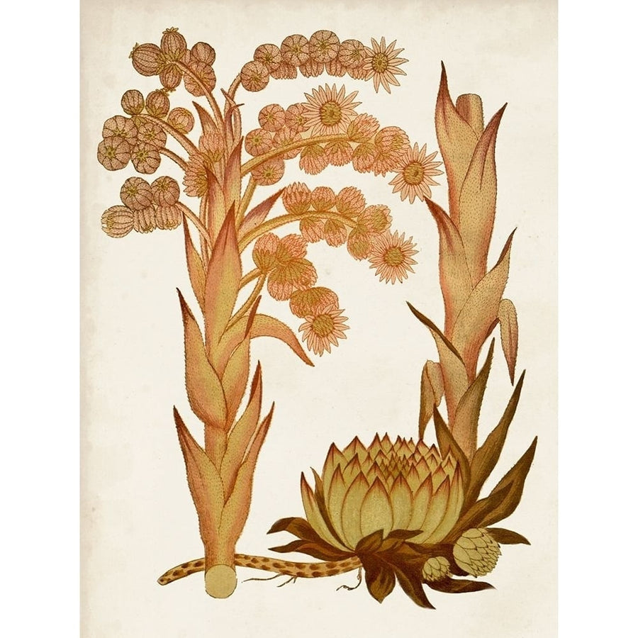 Muted Botanicals II Poster Print - Curtis-VARPDX171210Z Image 1