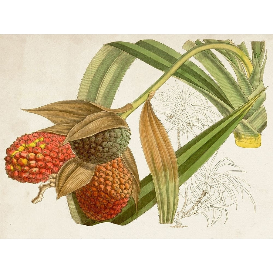 Tropical Foliage and Fruit III Poster Print - Curtis-VARPDX171214Z Image 1