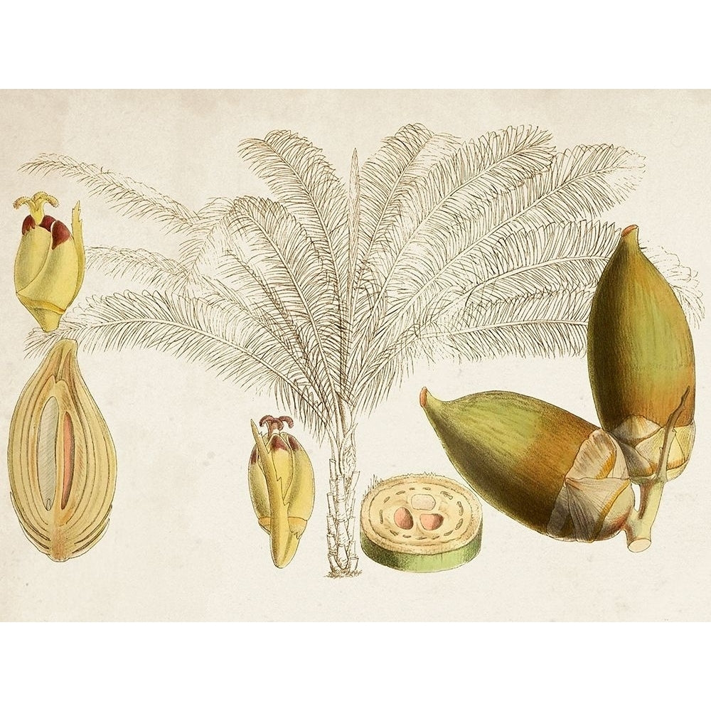 Tropical Foliage and Fruit VIII Poster Print - Curtis-VARPDX171219Z Image 1