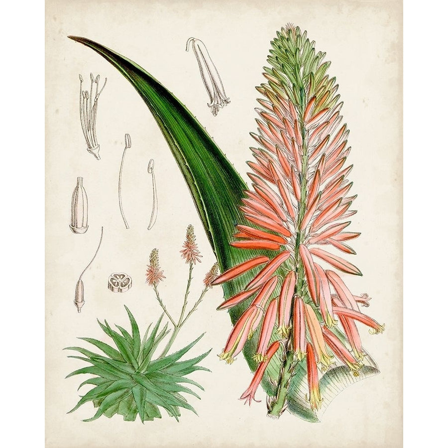 Delicate Tropicals I Poster Print - Curtis-VARPDX171222Z Image 1