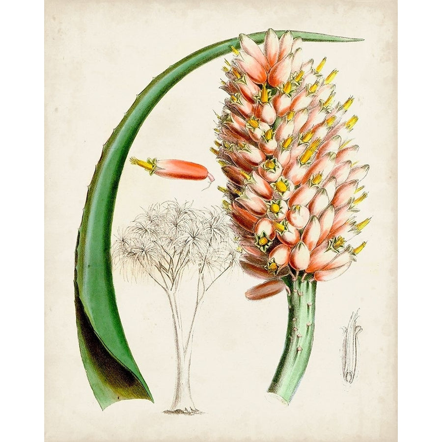 Delicate Tropicals III Poster Print - Curtis-VARPDX171224Z Image 1