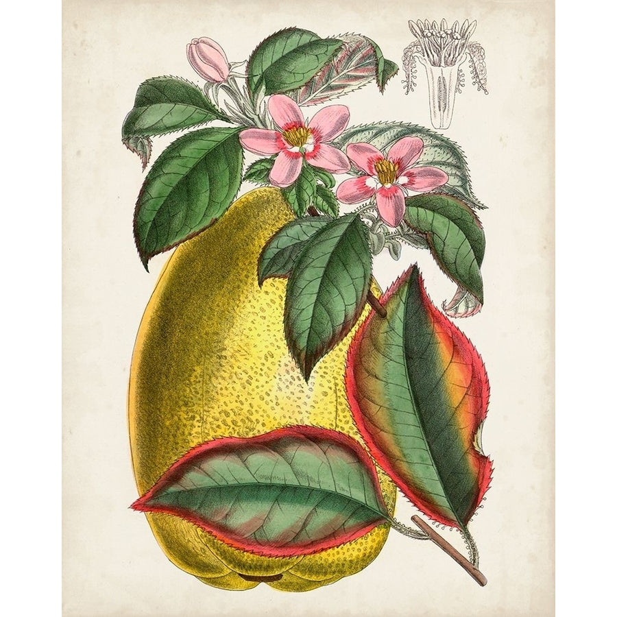 Delicate Tropicals V Poster Print - Curtis-VARPDX171226Z Image 1