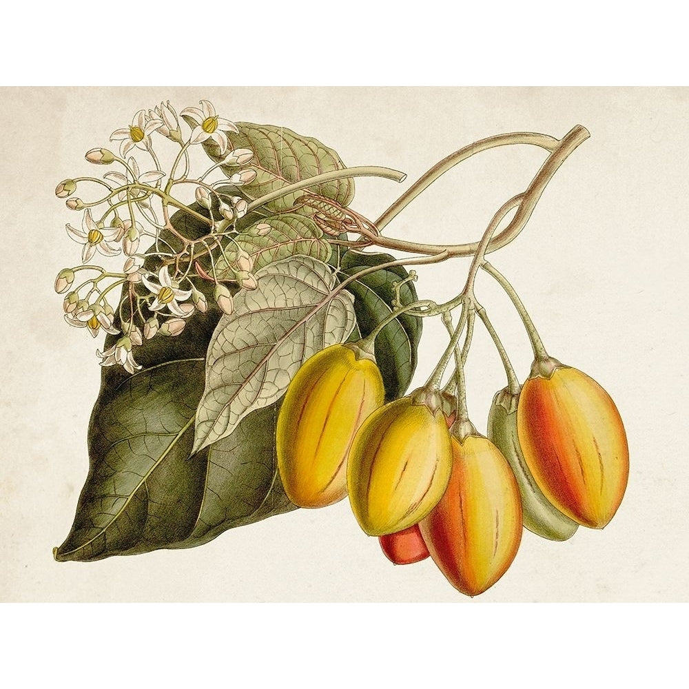 Tropical Foliage and Fruit IV Poster Print - Curtis-VARPDX171215Z Image 1