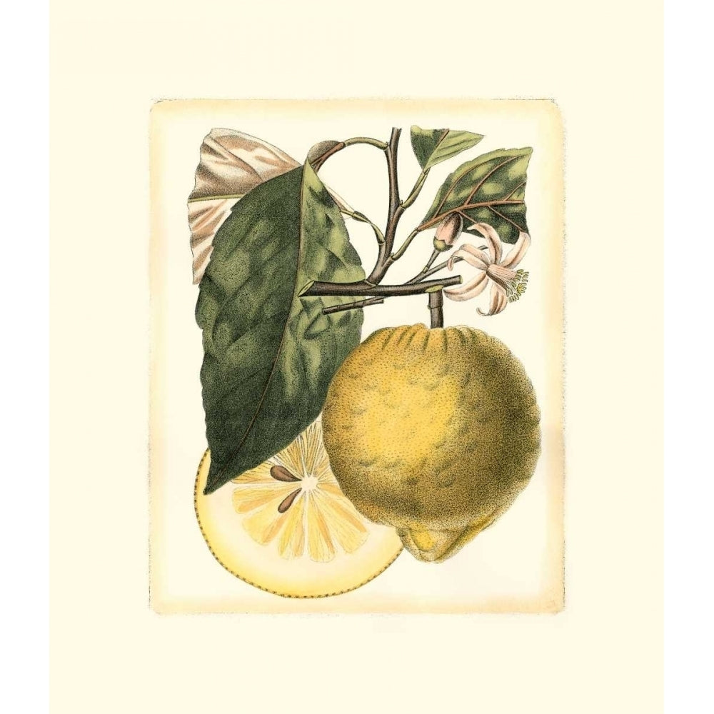 French Lemon Study I Poster Print - A. Risso-VARPDX17121Z Image 1