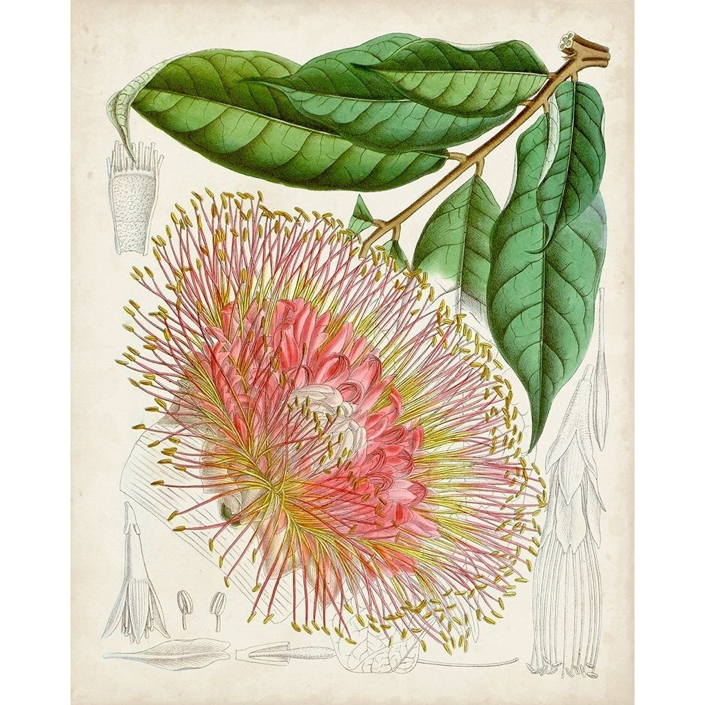 Delicate Tropicals IV Poster Print - Curtis-VARPDX171225Z Image 1