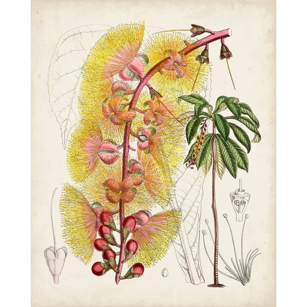 Delicate Tropicals VII Poster Print - Curtis-VARPDX171228Z Image 1