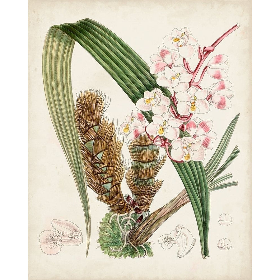 Delicate Tropicals VIII Poster Print - Curtis-VARPDX171229Z Image 1