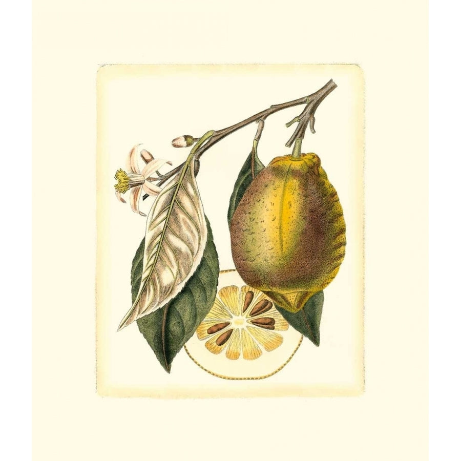 French Lemon Study II Poster Print - A. Risso-VARPDX17122Z Image 1