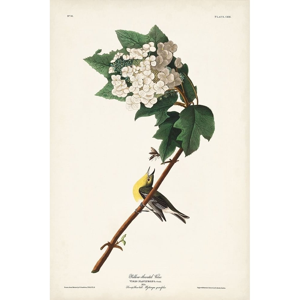 Pl. 119 Yellow-throated Vireo Poster Print - John James Audubon-VARPDX171464Z Image 1