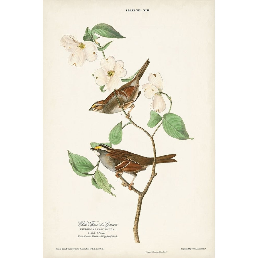 Pl.8 White-throated Sparrow Poster Print - John James Audubon-VARPDX171465Z Image 1