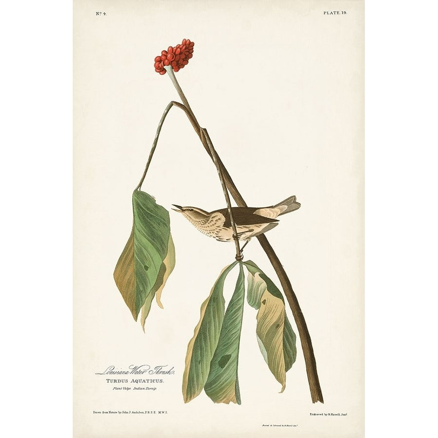 Pl. 19 Louisiana Water Thrush Poster Print - John James Audubon-VARPDX171467Z Image 1