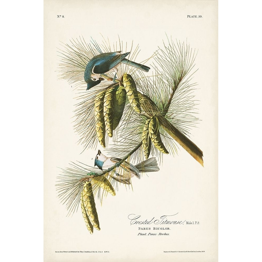 Pl. 39 Crested Titmouse Poster Print - John James Audubon-VARPDX171475Z Image 1