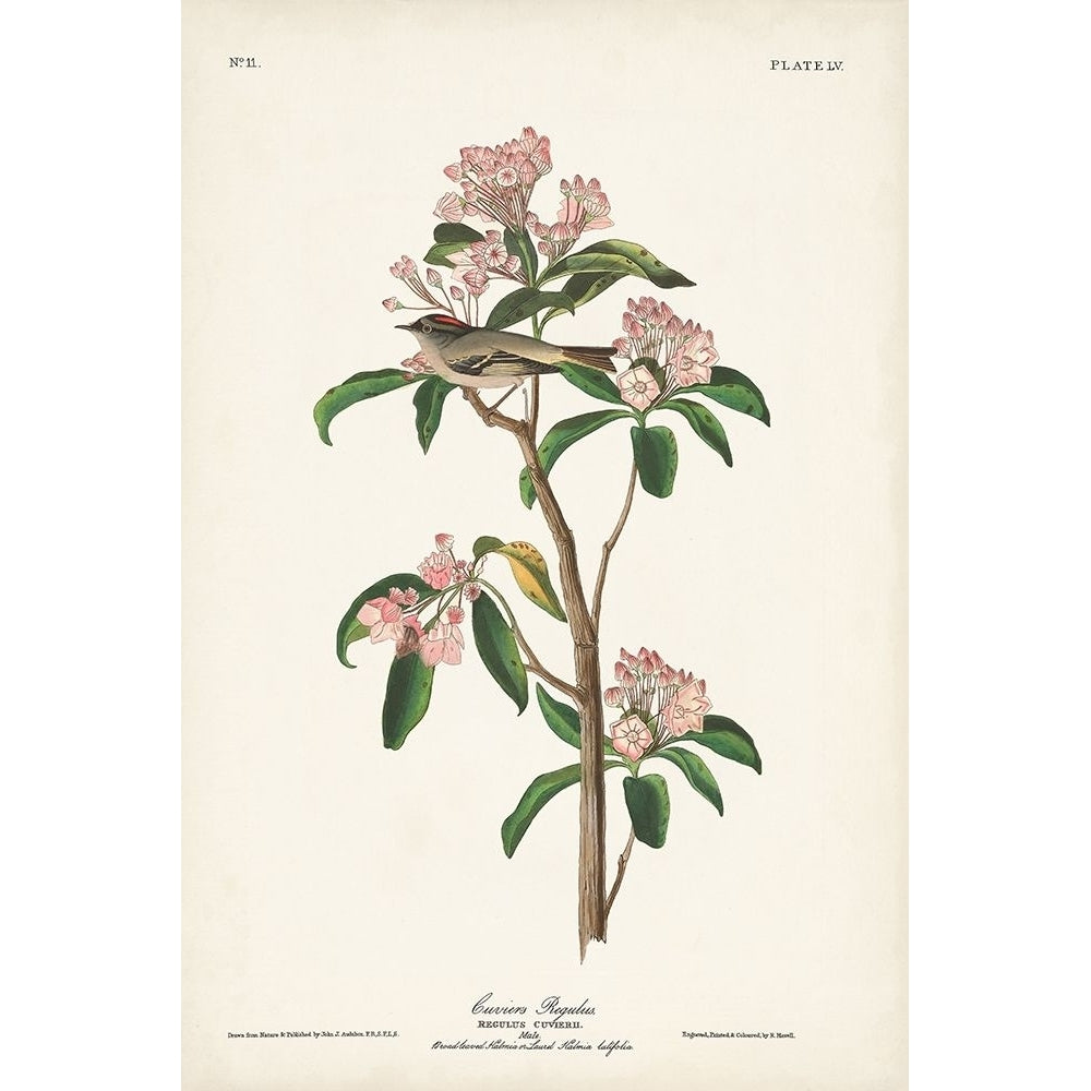 Pl. 55 Cuviers Regulus Poster Print - John James Audubon-VARPDX171477Z Image 1