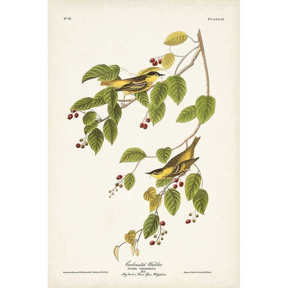 Pl. 60 Carbonated Warbler Poster Print - John James Audubon-VARPDX171480Z Image 1