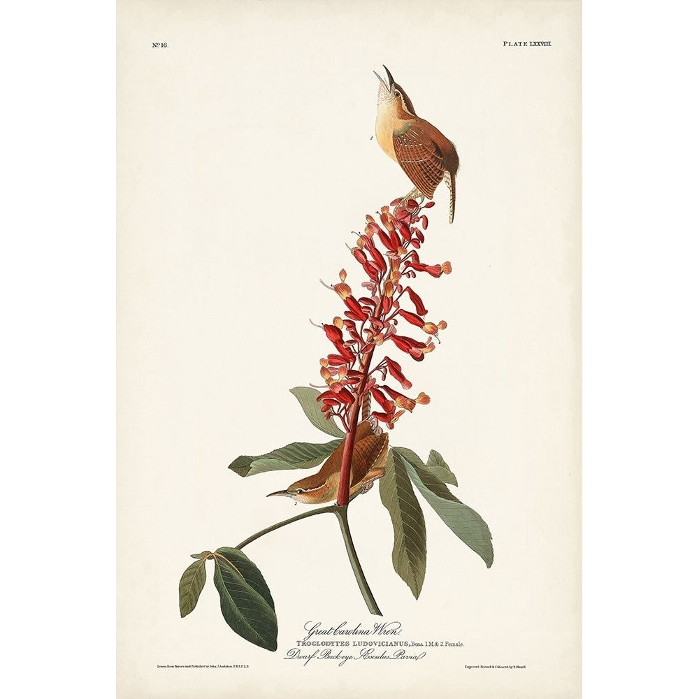 Pl. 78 Great Carolina Wren Poster Print - John James Audubon-VARPDX171483Z Image 1