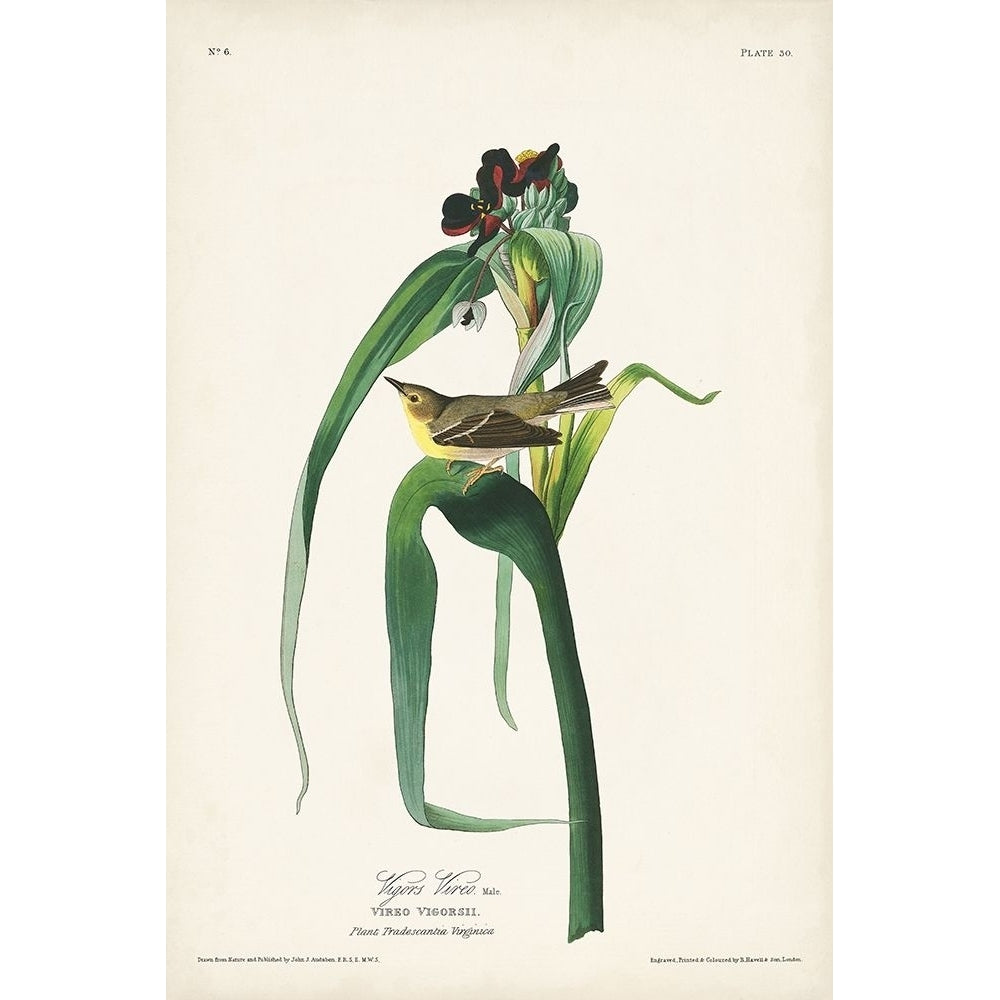 Pl. 30 Vigors Vireo Poster Print - John James Audubon-VARPDX171472Z Image 1