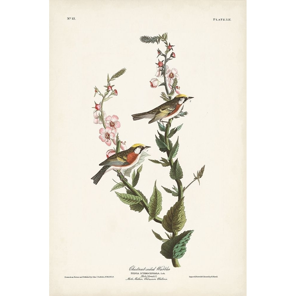 Pl. 59 Chestnut-sided Warbler Poster Print - John James Audubon-VARPDX171479Z Image 1