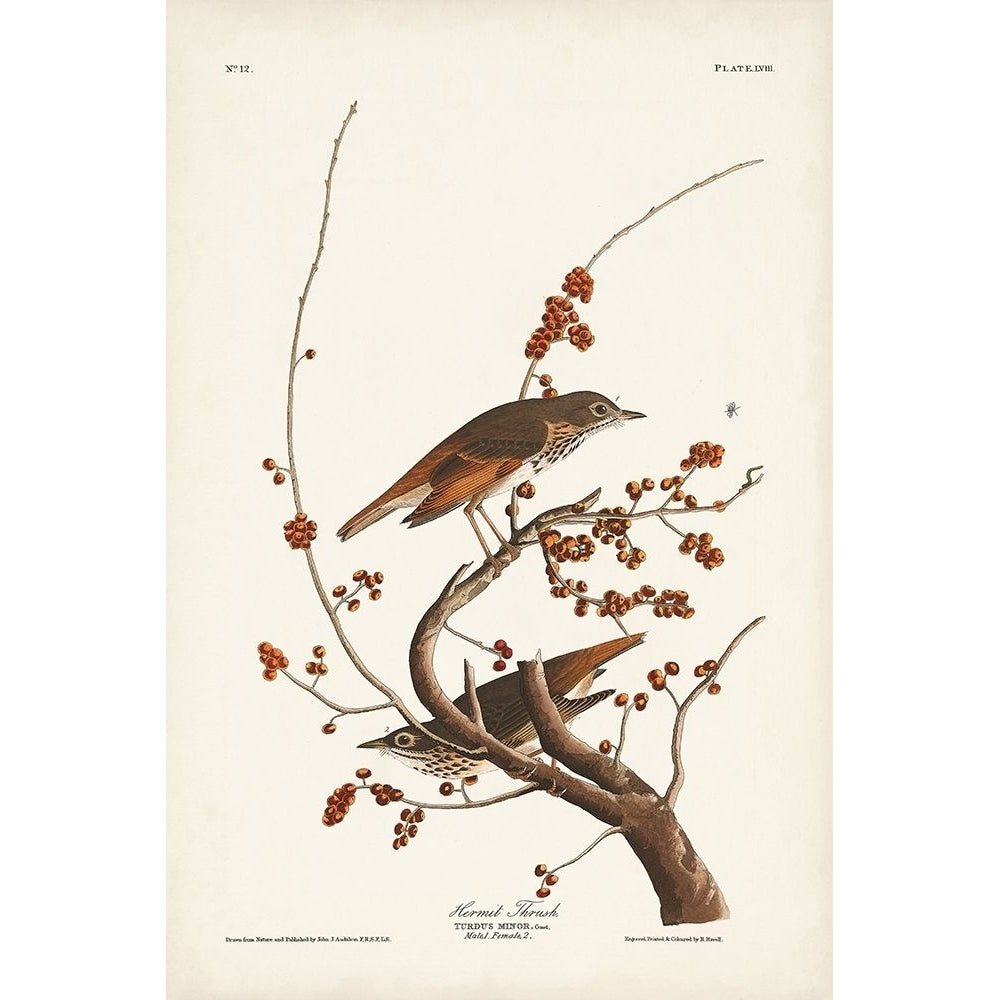 Pl. 58 Hermit Thrush Poster Print - John James Audubon-VARPDX171478Z Image 1