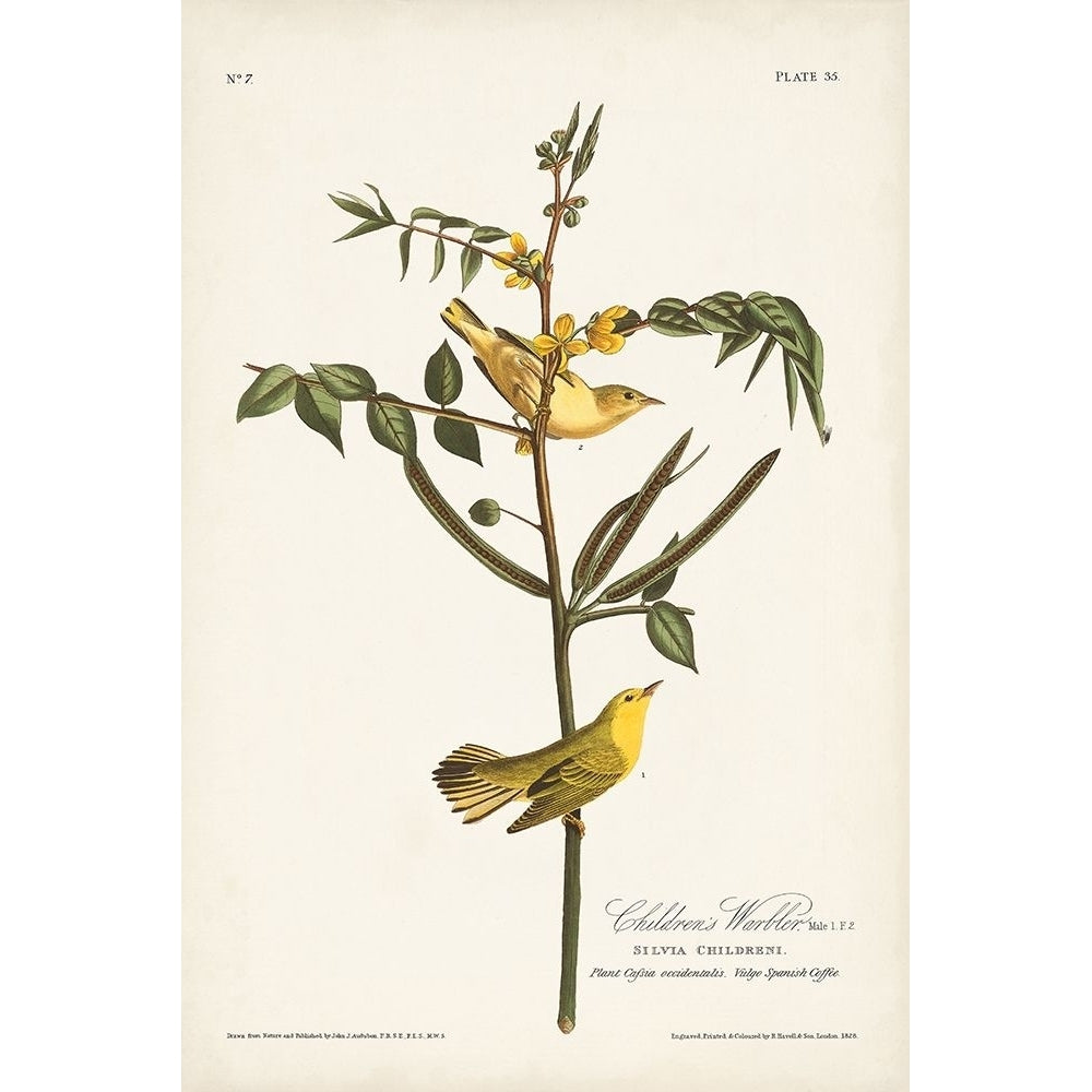 Pl. 35 Childrens Warbler Poster Print - John James Audubon-VARPDX171474Z Image 1