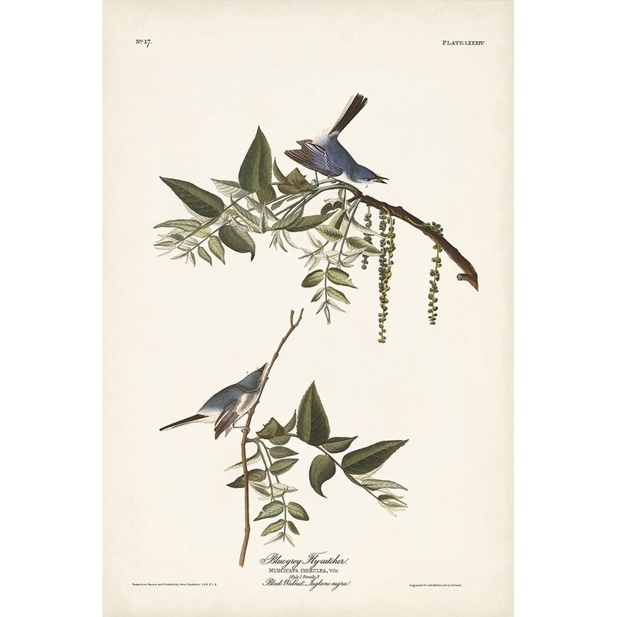 Pl. 84 Bluegrey Flycatcher Poster Print - John James Audubon-VARPDX171484Z Image 1