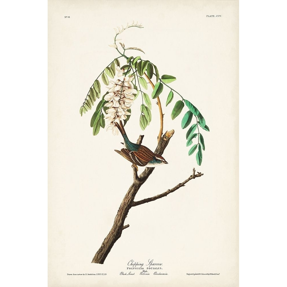 Pl. 104 Chipping Sparrow Poster Print - John James Audubon-VARPDX171487Z Image 1